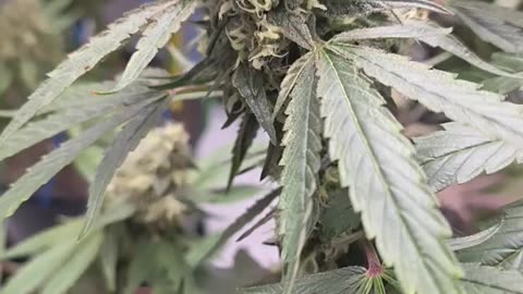 Very Cherry x Caribbean Breeze week 9 flower
