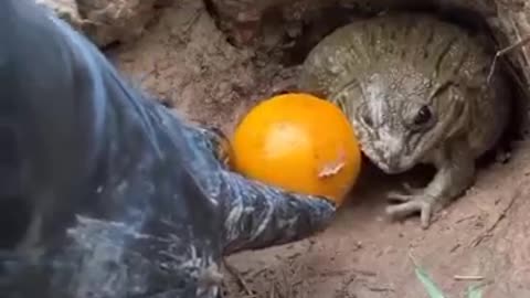 Bichinhos que nos entendem- minha laranja e sono