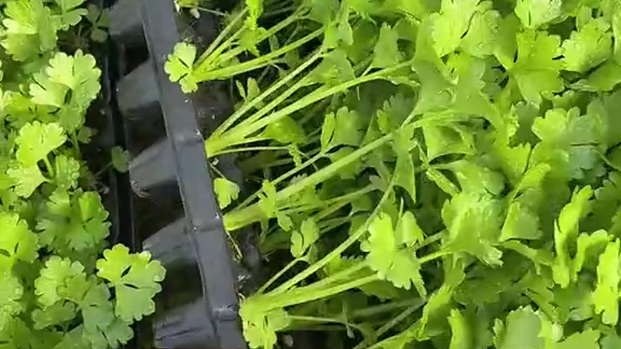 Garage vegetables plants and android to be done 👍👍