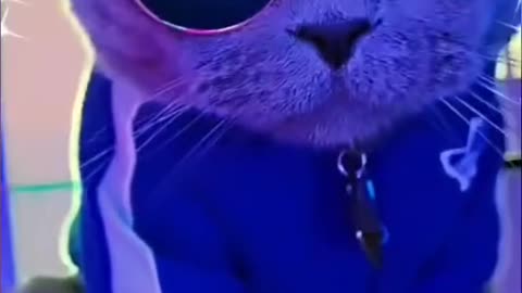 cat club