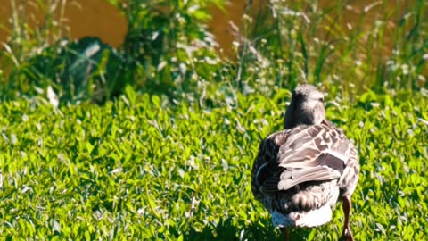 Nature and Animals
