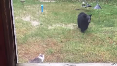 Funny aminal clips