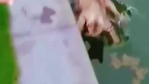 Funny cats not having fun