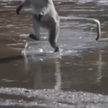 "Funniest Monkey Moments Caught on Camera!"😨😂