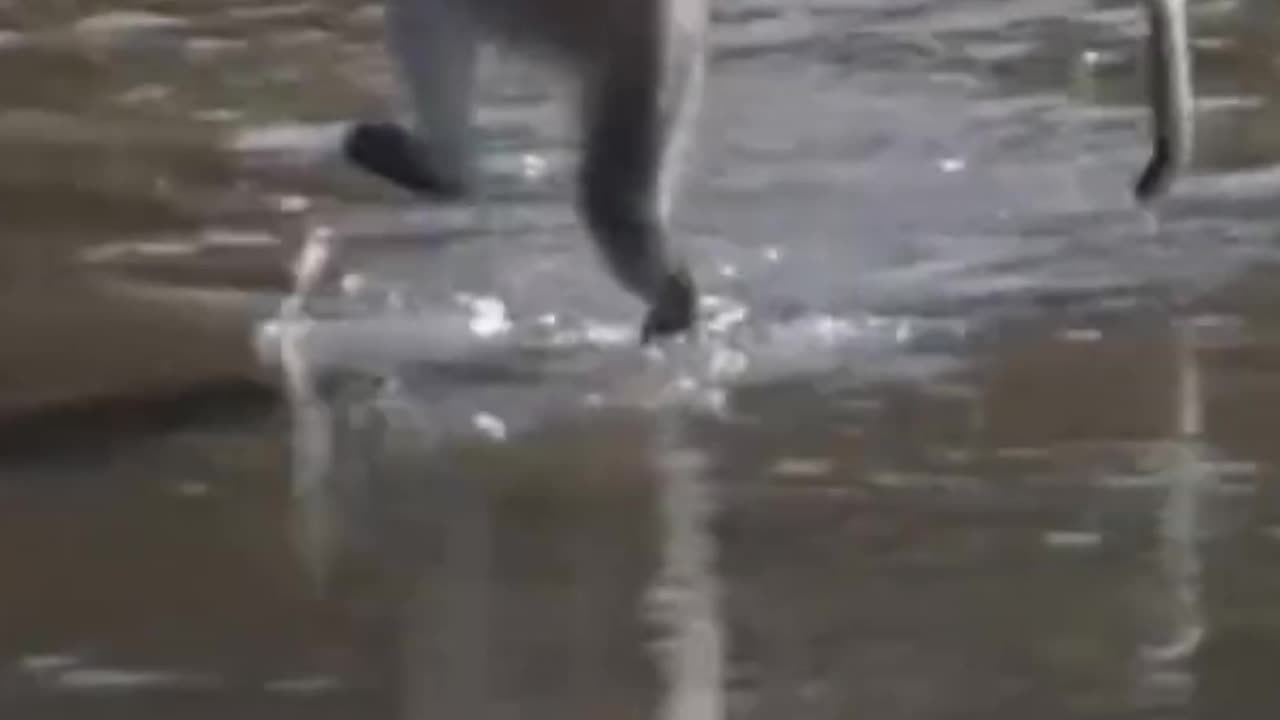 "Funniest Monkey Moments Caught on Camera!"😨😂