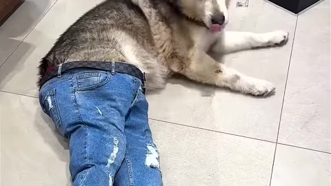 DRUNK DOG ON THE FLOOR