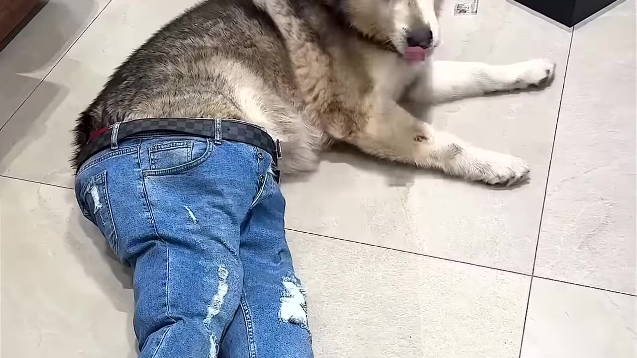 DRUNK DOG ON THE FLOOR