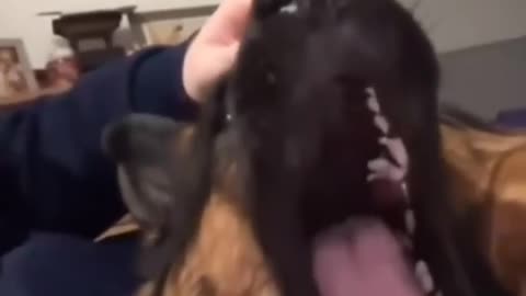 😂🐶 You Won't Believe The Dog's Reaction! | FunFM