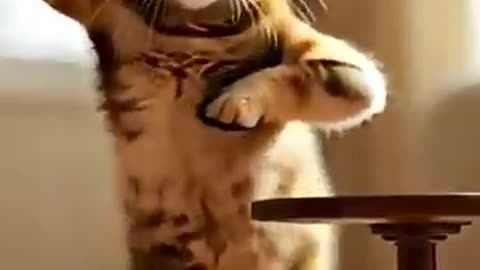 Cat dance going viral
