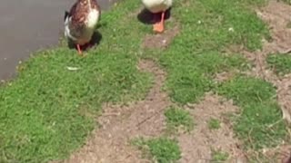 duck