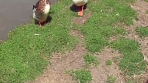 duck