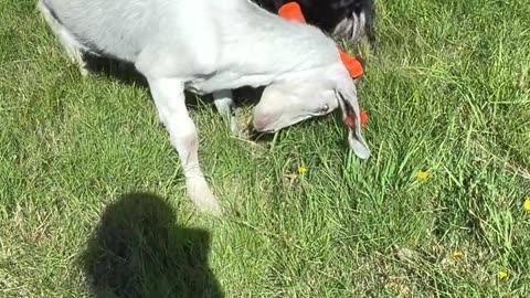 😂🐐 This Goat With a Hammer is HILARIOUS! When You Give a Goat a Hammer | FunFM
			
