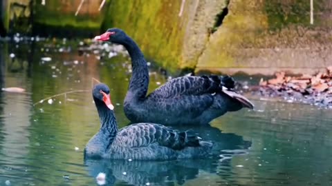 Duck