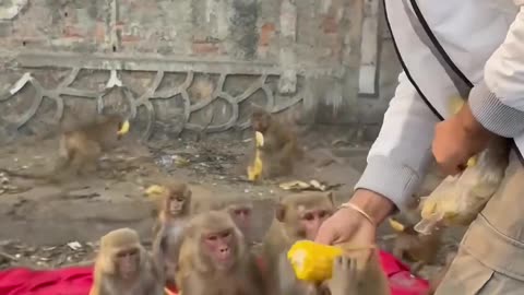 Humanity’s Kindness: Sharing Food with Wild Monkey