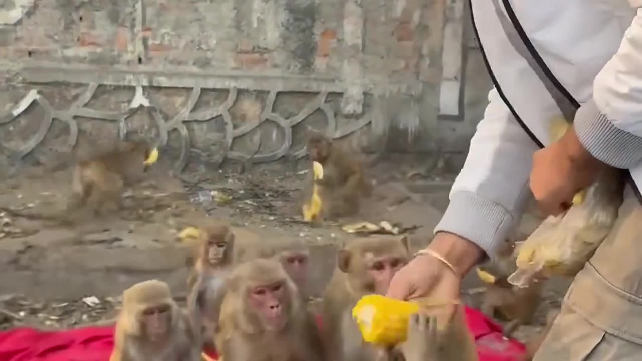 Humanity’s Kindness: Sharing Food with Wild Monkey