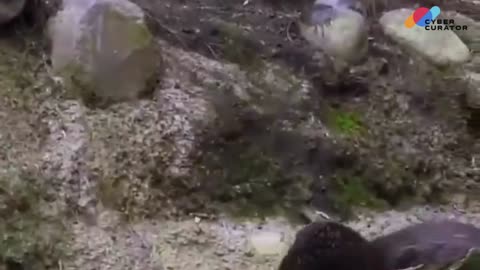 🏞️ Riverbank Cuddles: Otters in Their Natural Habitat