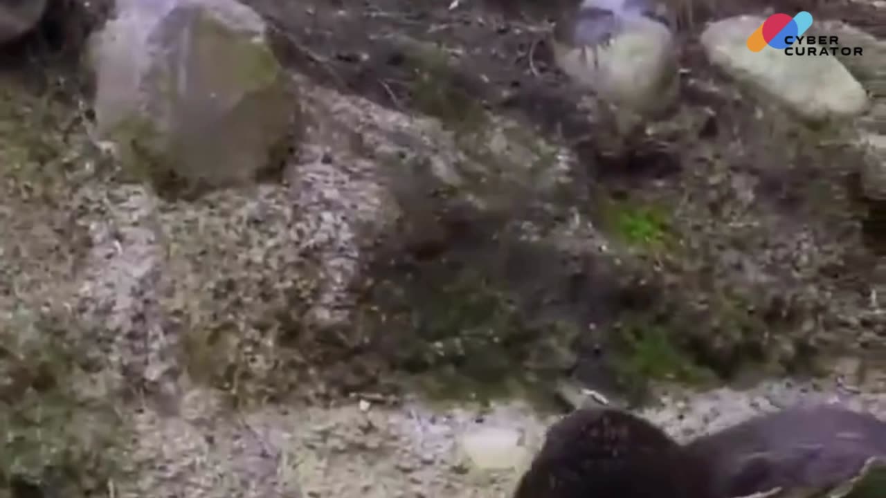 🏞️ Riverbank Cuddles: Otters in Their Natural Habitat