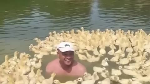 🤯✨ You Won't Believe How Ducklings Protect Each Other! | FeedMyCuriosity