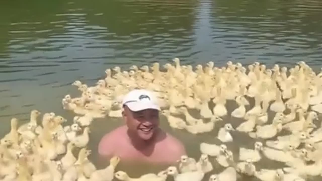 🤯✨ You Won't Believe How Ducklings Protect Each Other! | FeedMyCuriosity