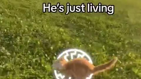 Based Cat