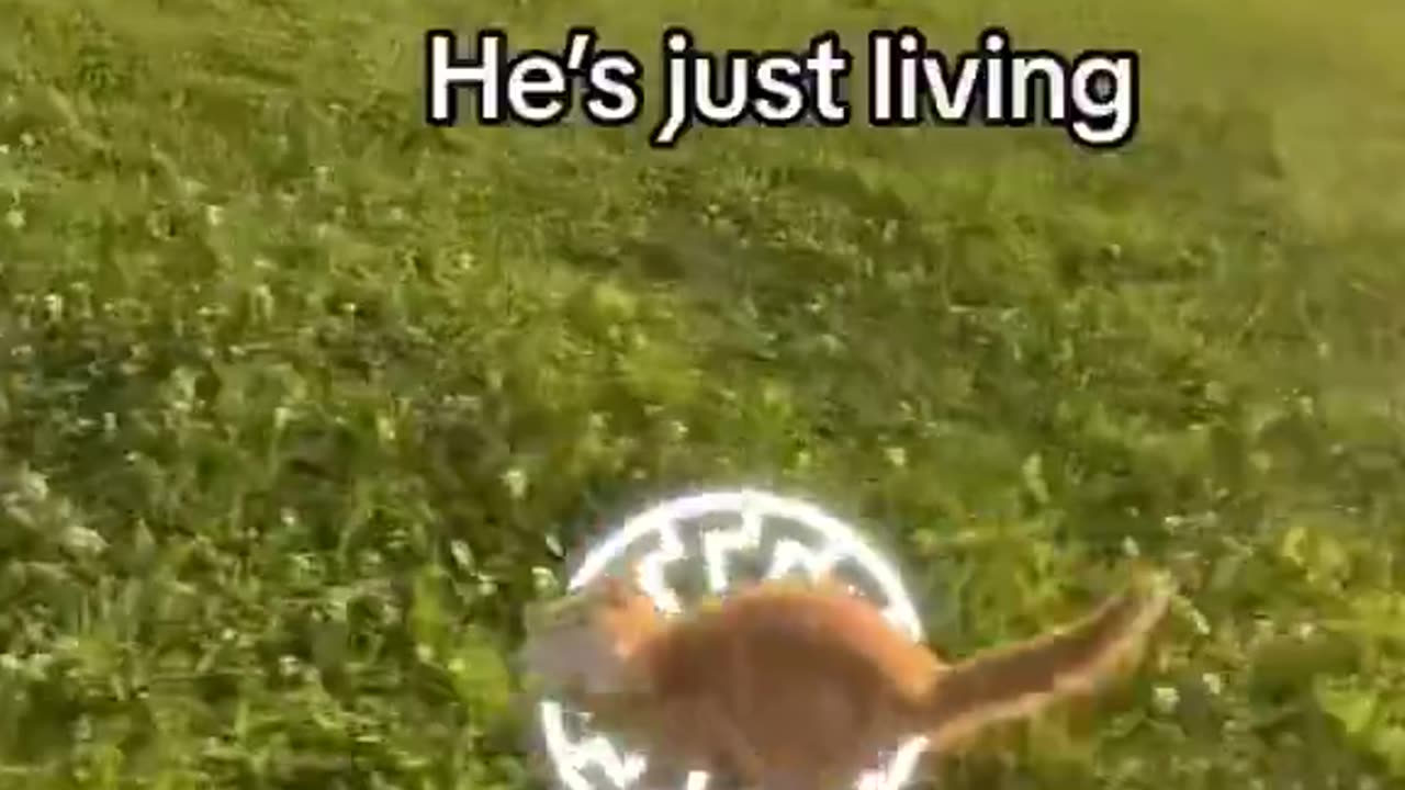 Based Cat