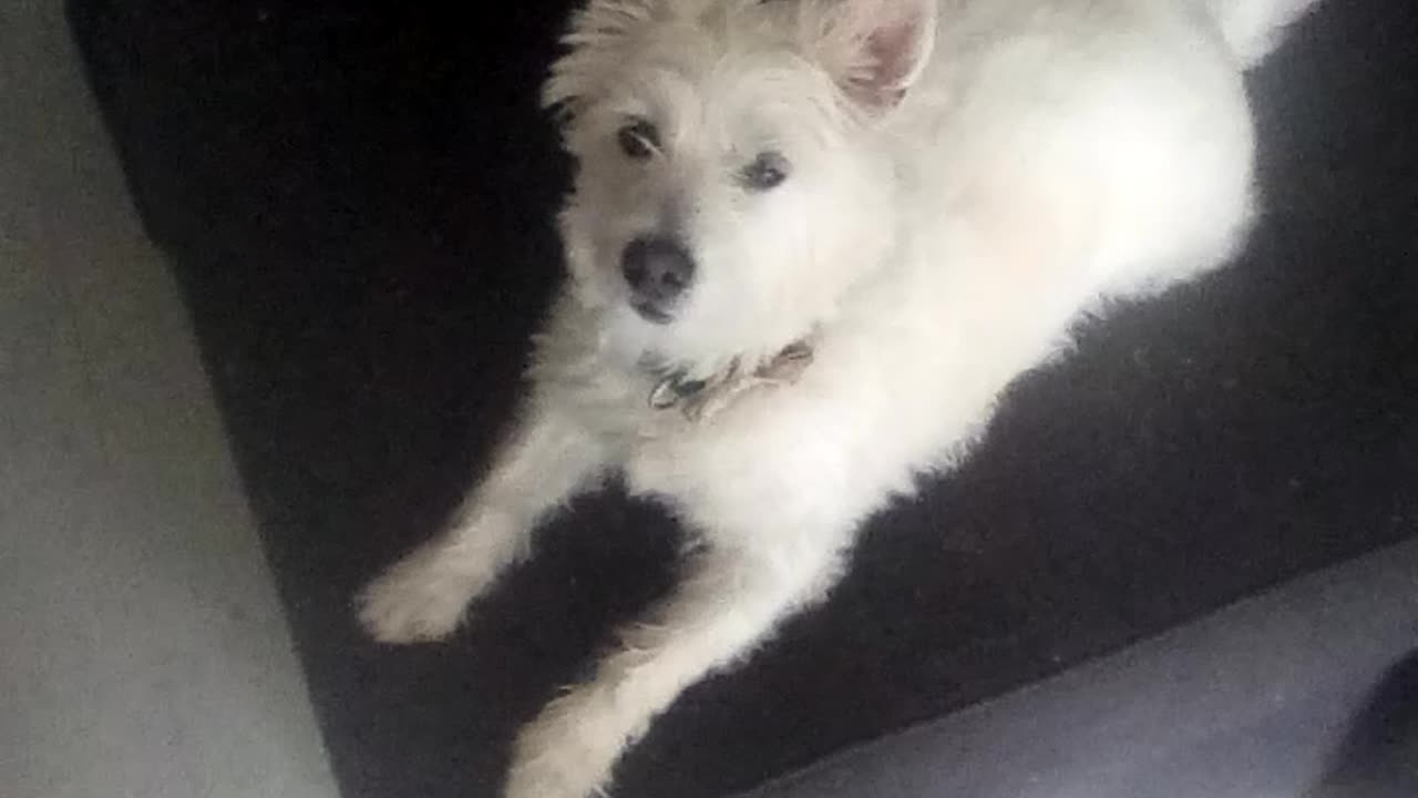 dog