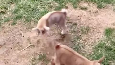 Funny and cute