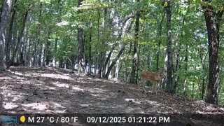 The Woods – 09/13/2025