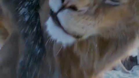 Mufasa 😍❤️ (Part - 59)....#reels #viralreels #reel #mufasa #animation #lastest #romantic #viralreel