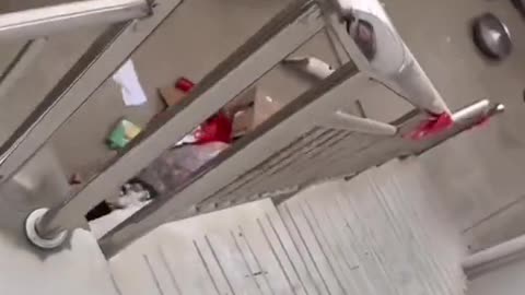 😂 Cat Fail of the Year! Stair Slip Surprise You Can’t Miss 🐾🤣
