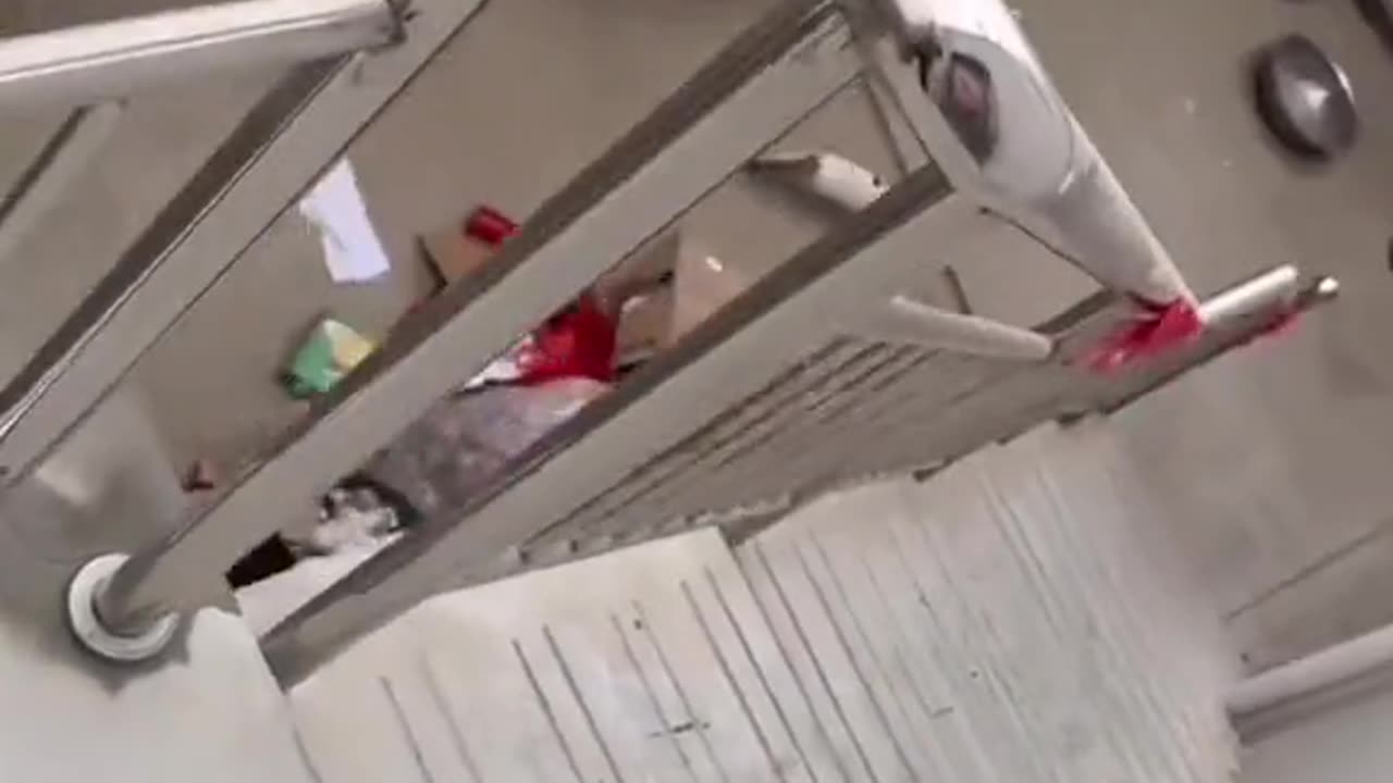 😂 Cat Fail of the Year! Stair Slip Surprise You Can’t Miss 🐾🤣