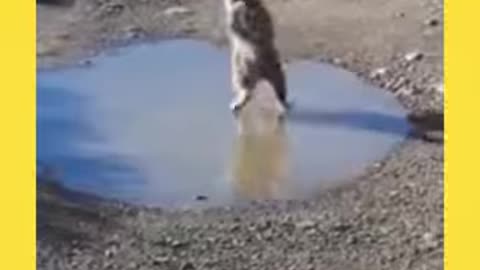 Funny Animal Bloopers You Won't Want to Miss