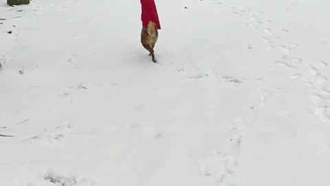 Adorable dog in a red outfit looks just like a little fox!