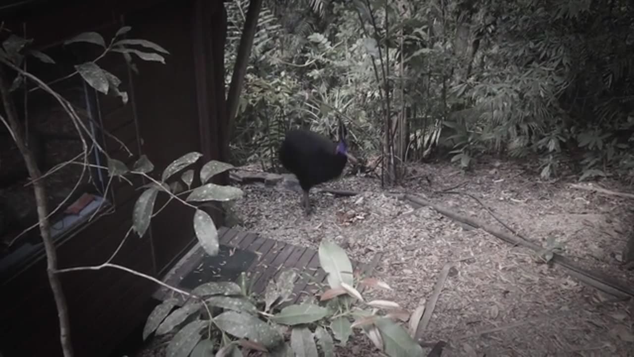 1530-04 - Gene Flow versus Natural Selection - What Darwin Didn’t Know