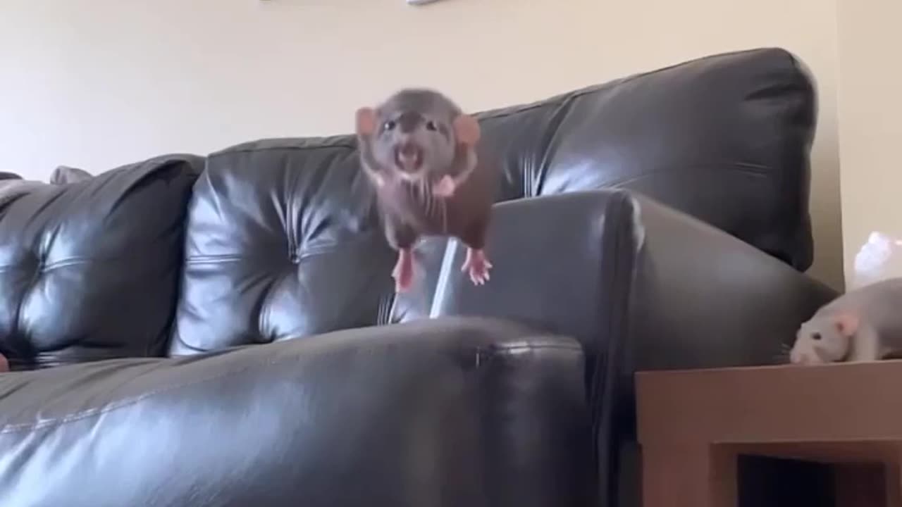 We got a jumper 😊