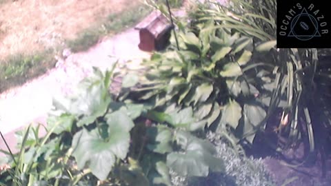 Butch the Sunflower