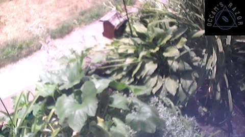 Butch the Sunflower