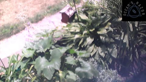 Butch the Sunflower