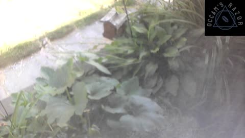 Butch the Sunflower