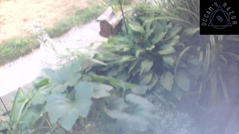 Butch the Sunflower