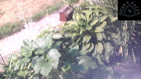 Butch the Sunflower
