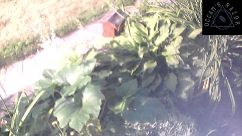 Butch the Sunflower
