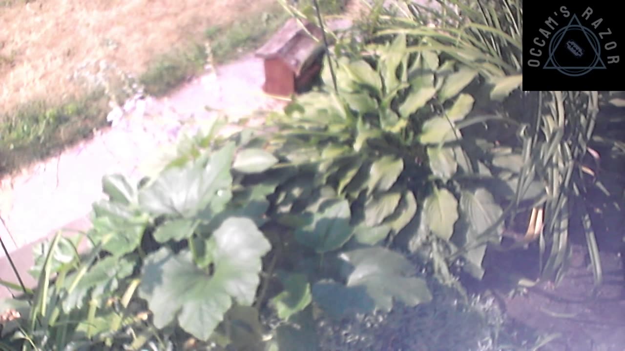 Butch the Sunflower