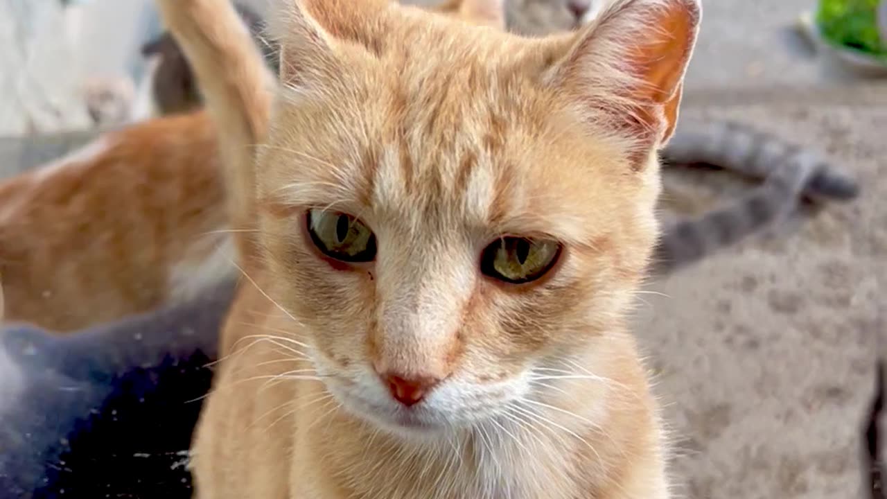 Our Farm Cats 🐈 this year