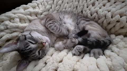 The Most Adorable Cat Nap: Pure Bliss While Pets Gently Pet Her