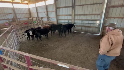 4/8/2025 Scaly - Calves 2