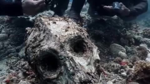 Diver Uncover Mermaid Fossil