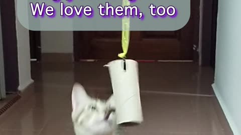 🎥 Mini-Me, Mr. Bigglesworth & 5 Cats That Want Hugs