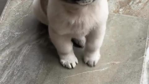 little puppy