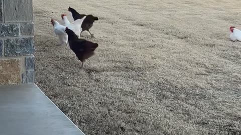 Wind Threatens To Blow Chickens Away